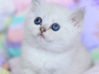 British shorthair dişimiz