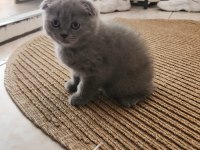 Scottish fold yavrularımız