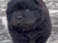 BİRİNCİ SINIF 2 ADET CHOW CHOW