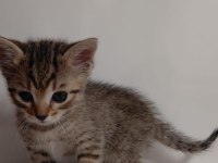 Yavru tekir için acil yuva