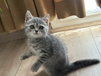 Blue tabby erkek bebek british longhair