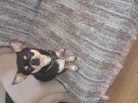 Male chihuahua