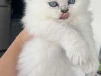 SHOW BRITISH LONGHAİR KEDİLER