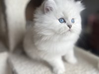 Safkan British Longhair Erkek