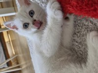 Yavru British Shorthair Bursa Nilüfer