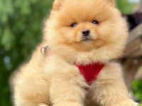 Safkan Pomeranian Boo Bebekler
