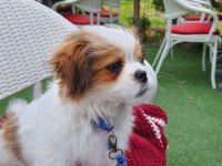 5 aylık Safkan Erkek shih tzu