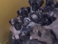 Sivas kangal bebekler