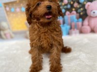 Toy poodle 3 aylık dişi