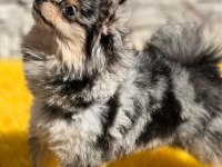 Pomeranian boo köpekleri