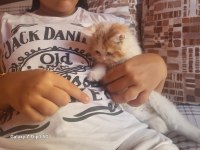 British longhair balımıza sıcak bir yuva arıyoruz