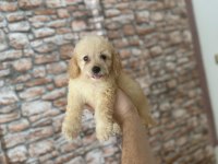 MALTİPOO YAVRULARIMIZ YENİ YUVASINI ARIYOR