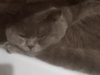 Sahiplenme british shorthair kediler