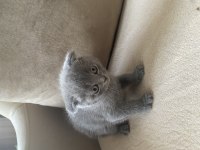Gri Scottish Fold