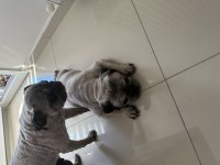 Pug Kızlar