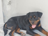 1.5 yaşında rottweiler