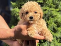 Biblo Maltipoo Erkek