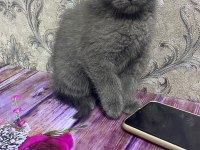 2 Aylık British Shorthair Yavrular