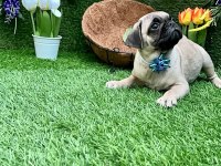ORJİNAL PUG YAVRULAR AİLELERİNİ BEKLİYOR