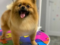 Pomeranian boo