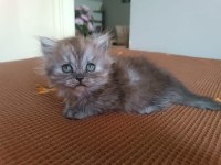 Böyle bir şey yok british longhair
