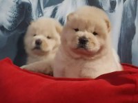 ÇİN ASLANI Chow Chow Yavruları Aşıları Tam