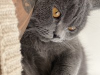 Gri British Shorthair 2 Yaşında