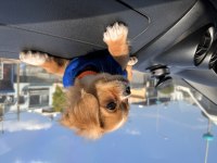 4 Aylık Minik Köpeğimizi Sahiplendiriyoruz