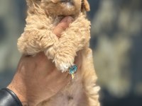 Ankaranın  en özel kore maltipoo yavruları