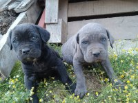 Cane corso a kalite bebekler