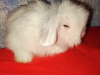 Teddy lop tavşan yavrular mavi göz