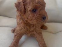 Toy poodle minik şekerler