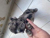 French bulldog Merle yavrularımız