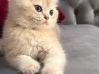 Ay11 Safkan Golden British Shorthair Bebek