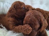 Mersinin tatlı poodle yavruları