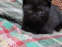Scottish Fold Black Tabby Baby