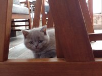 Sevimli scottish fold yavru kedicikler