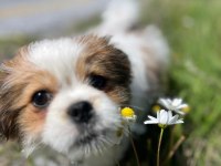 5 aylık Safkan Erkek shih tzu