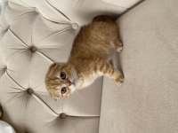 Saf scottish fold gold minnoşlar