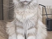 MAİNE COON YAVRU KEDİLERİMİZ