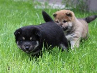 Türkiyede Tek Shiba İnu Yavrular