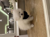 Tea cup cep boy pomeranian beyaz erkek