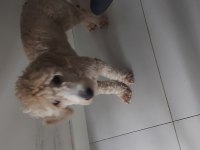 4 aylık yavru maltipoo