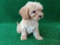 maltipoo dişi erkek