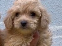 2 aylık dişi maltipoo sahiplendirme