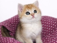 British Shorthair Kedisi