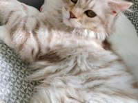Acil sahiplendirme british longhair