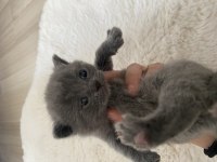 British shorthair kedimiz