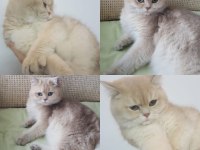 Ay12 british shorthair golden erkek