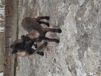 Yavru malinois köpekler